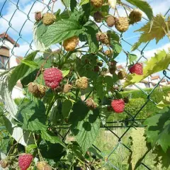 Framboisier non remontant 'Willamette' - Rubus ideaus 'Wilamette'