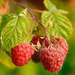 Framboisier remontant 'Zeva' - Rubus ideaus 'Zeva'