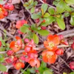 CHAENOMELES japonica 'Sargentii' - Cognassier du Japon 'Sargentii'