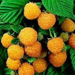 Framboisier remontant 'Fallgold' - Rubus ideaus 'Fallgold'