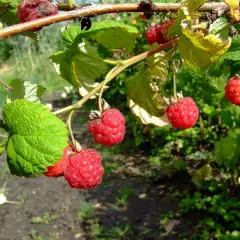 Framboisier non remontant 'Malling Promise' - Rubus ideaus 'Malling Promise'