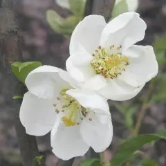 CHAENOMELES speciosa 'Nivalis' - Cognassier du Japon Blanc 'Nivalis'