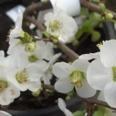 CHAENOMELES speciosa 'Nivalis' - Cognassier du Japon Blanc 'Nivalis'