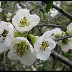 CHAENOMELES speciosa 'Nivalis' - Cognassier du Japon Blanc 'Nivalis'