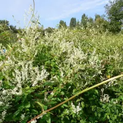 FALLOPIA aubertii - Polygonum