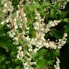 FALLOPIA aubertii - Polygonum