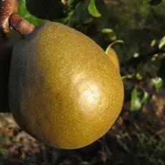 POIRIER 'Williams Bon Chrétien' - Arbre fruitier