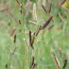 BOUTELOUA gracilis