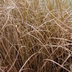 CAREX comans 'Bronze Form' - Graminée, Laîche