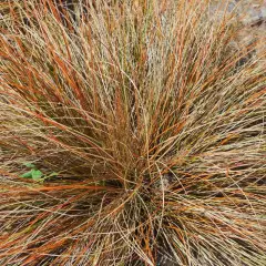 CAREX comans 'Bronze Form' - Graminée, Laîche