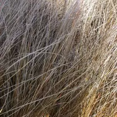 CAREX comans 'Bronze Form' - Graminée, Laîche