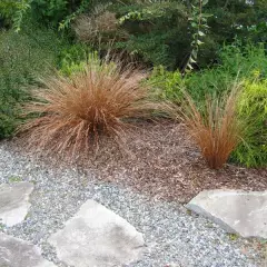 CAREX comans 'Bronze Form' - Graminée, Laîche