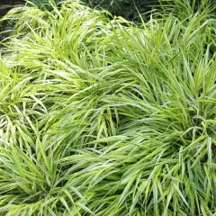 CAREX morrowii 'Variegata' - Graminée, Laîche