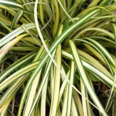 CAREX oshimensis 'Evergold' - Graminée, Laîche