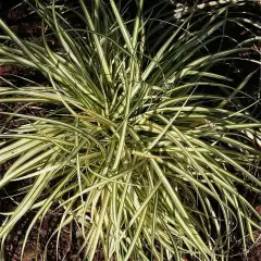 CAREX oshimensis 'Evergold' - Graminée, Laîche