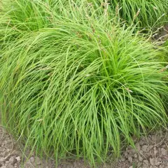 CAREX caryophyllea 'The Beatles'