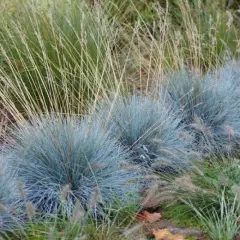 FESTUCA glauca 'Elijah Blue' - Fétuque