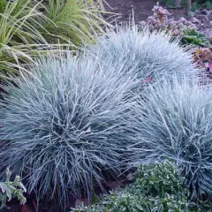 FESTUCA glauca 'Elijah Blue' - Fétuque