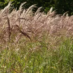 MISCANTHUS sinensis 'Flamingo'