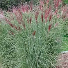 MISCANTHUS sinensis 'Flamingo'