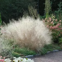 DESCHAMPSIA cespitosa - Graminée, Canche Cespiteuse