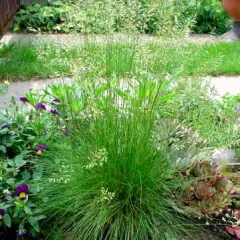 DESCHAMPSIA cespitosa - Graminée, Canche Cespiteuse