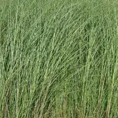 MISCANTHUS sinensis 'Gracillimus'