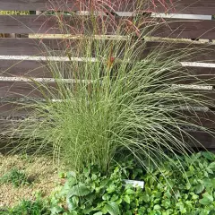 MISCANTHUS sinensis 'Gracillimus'