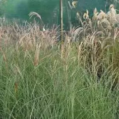 MISCANTHUS sinensis 'Gracillimus'