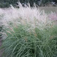 MISCANTHUS sinensis 'Herman Mussel'