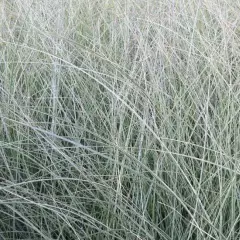 MISCANTHUS sinensis 'Morning Light'