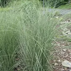 MISCANTHUS sinensis 'Morning Light'