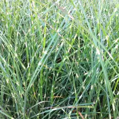 MISCANTHUS sinensis 'Punktchen'