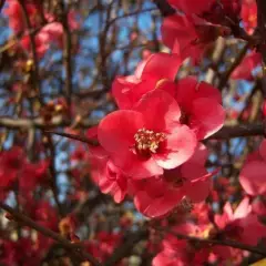 CHAENOMELES superba 'Boule de Feu' - Cognassier du Japon 'Boule de Feu'.