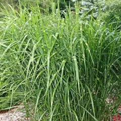 MISCANTHUS sinensis 'Strictus' - Graminée, Eulalie 'Srictus'