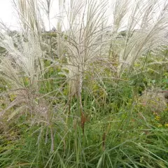 MISCANTHUS sinensis 'Undine' - Eulalie, Roseau de Chine 'Undine'