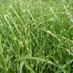 MISCANTHUS sinensis 'Zebrinus'