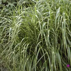 MISCANTHUS sinensis 'Zebrinus'