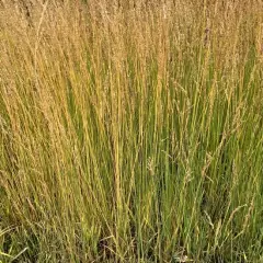 MOLINIA caerulea 'Moorhexe' - Molinie Moorhexe