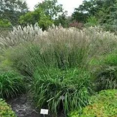 MOLINIA caerulea arundinacea 'Transparent'