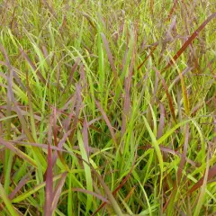 PANICUM virgatum 'Rotstrahlbusch' - Graminée, Panic