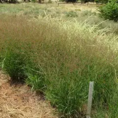 PANICUM virgatum 'Rotstrahlbusch' - Graminée, Panic