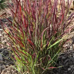 PANICUM virgatum 'Rotstrahlbusch' - Graminée, Panic