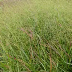 PANICUM virgatum 'Strictum' - Graminée, Panic