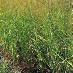 PANICUM virgatum 'Strictum' - Graminée, Panic