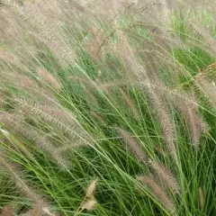 PENNISETUM alopecuroides 'Herbstzauber' - Graminée, Herbe aux écouvillons