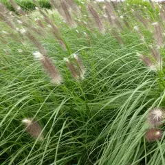 PENNISETUM alopecuroides 'Japonicum' - Graminée, Herbe aux écouvillons