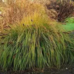 PENNISETUM alopecuroides 'Japonicum' - Graminée, Herbe aux écouvillons