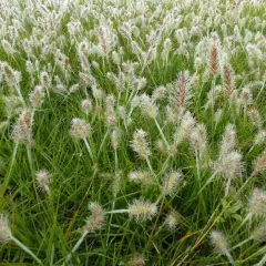 PENNISETUM alopecuroides 'Little Bunny' - Graminée, Herbe aux écouvillons