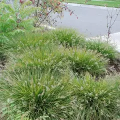 PENNISETUM alopecuroides 'Little Bunny' - Graminée, Herbe aux écouvillons